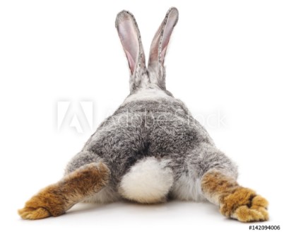 Picture of Grey rabbit